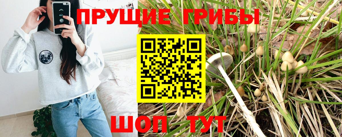 Галлюциногенные грибы Psilocybe Гусев